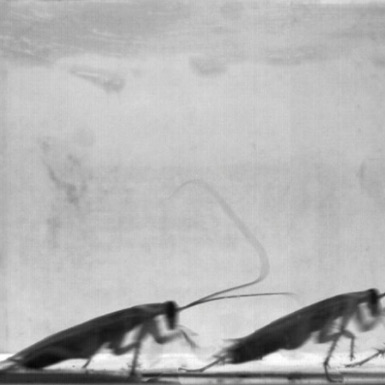olympic cameraman cockroach olympic cameraman cockroach