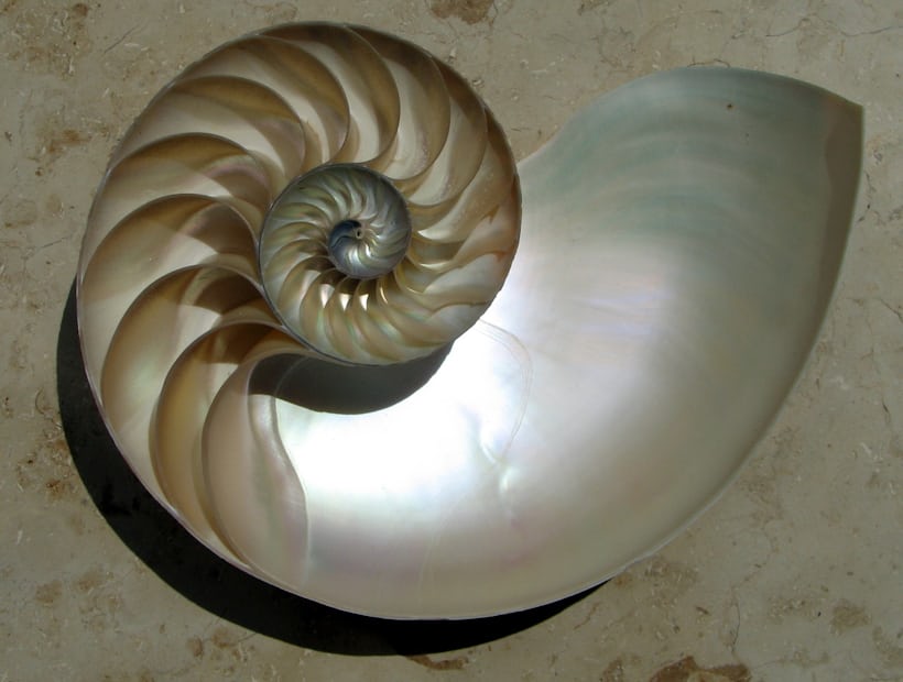 Shell of the chambered nautilus