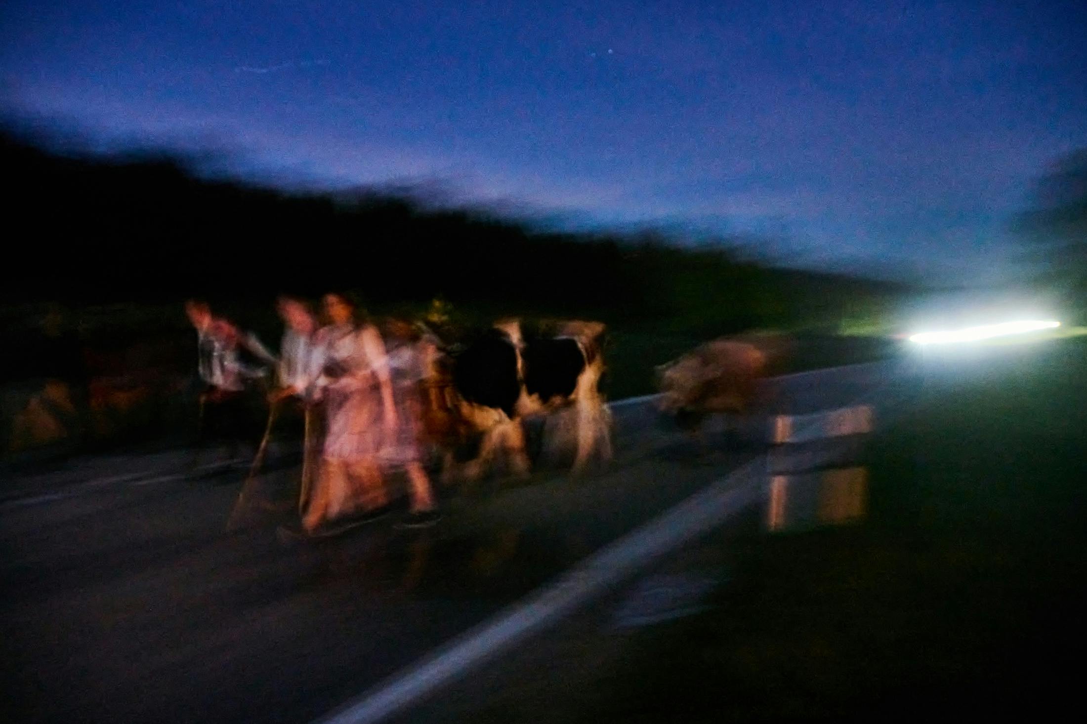 The first cows