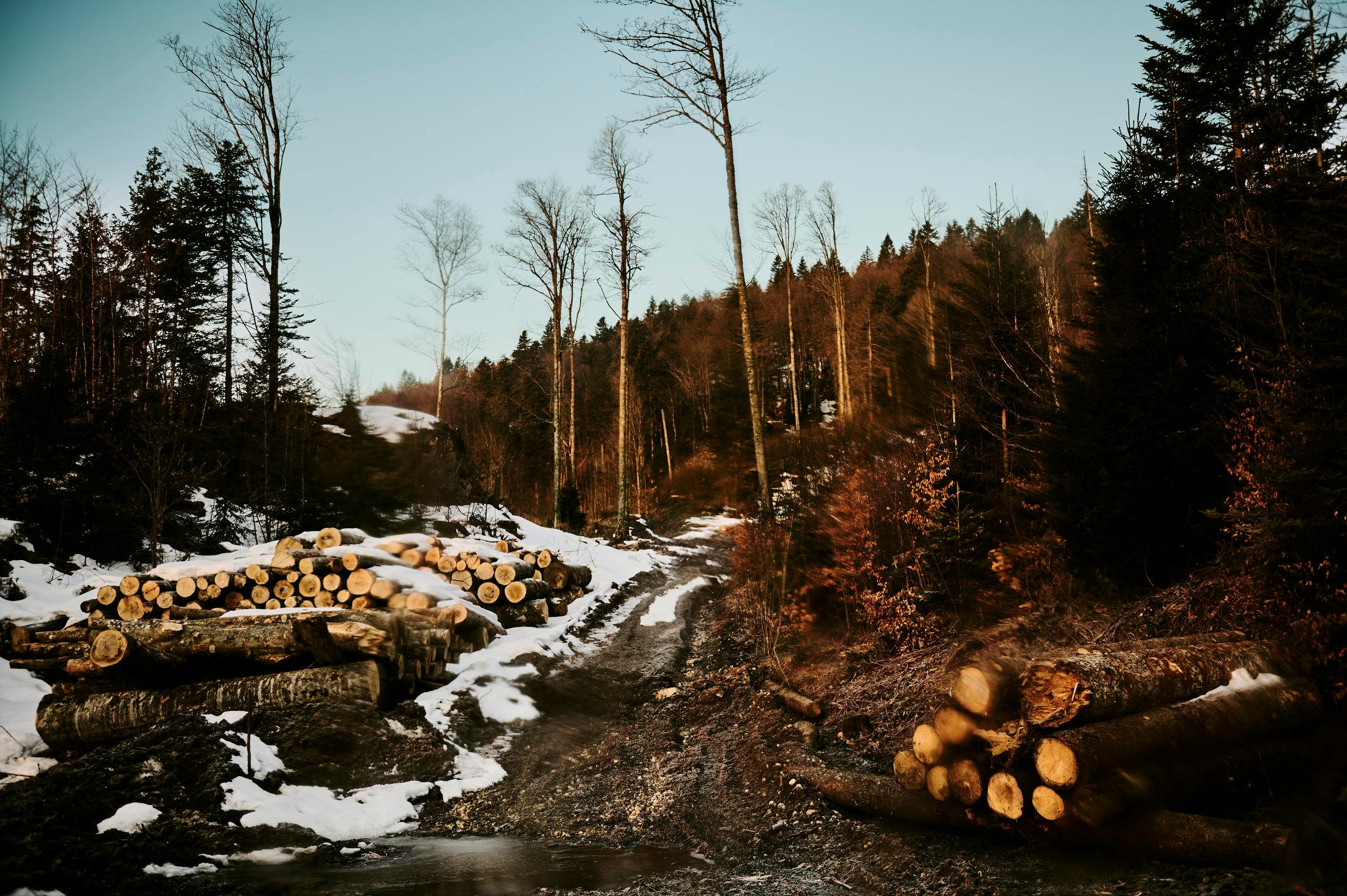 Trees