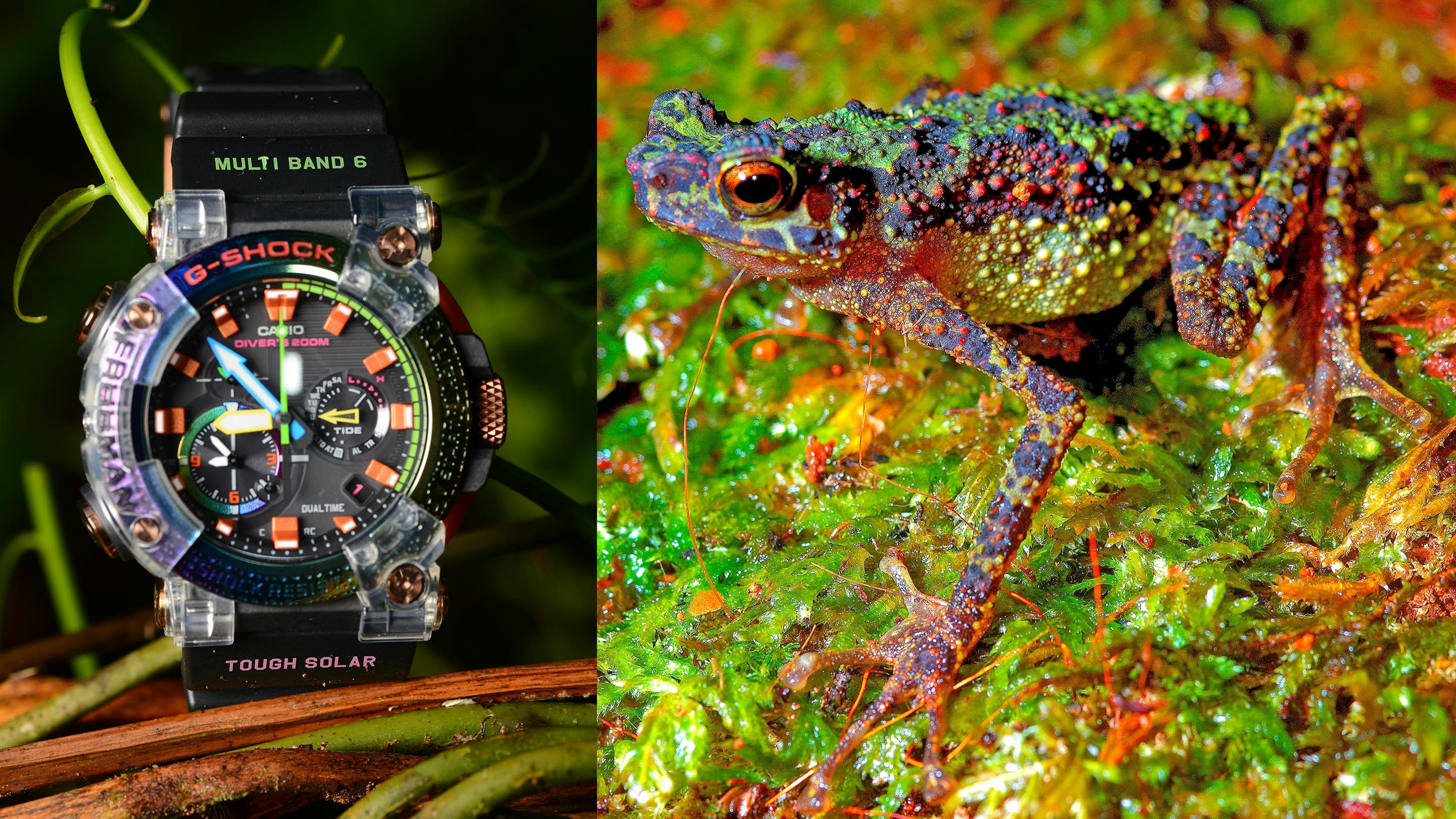 Delvis prop ækvator The G-Shock Frogman Borneo Rainbow Toad Reviewed By A Frog Professor