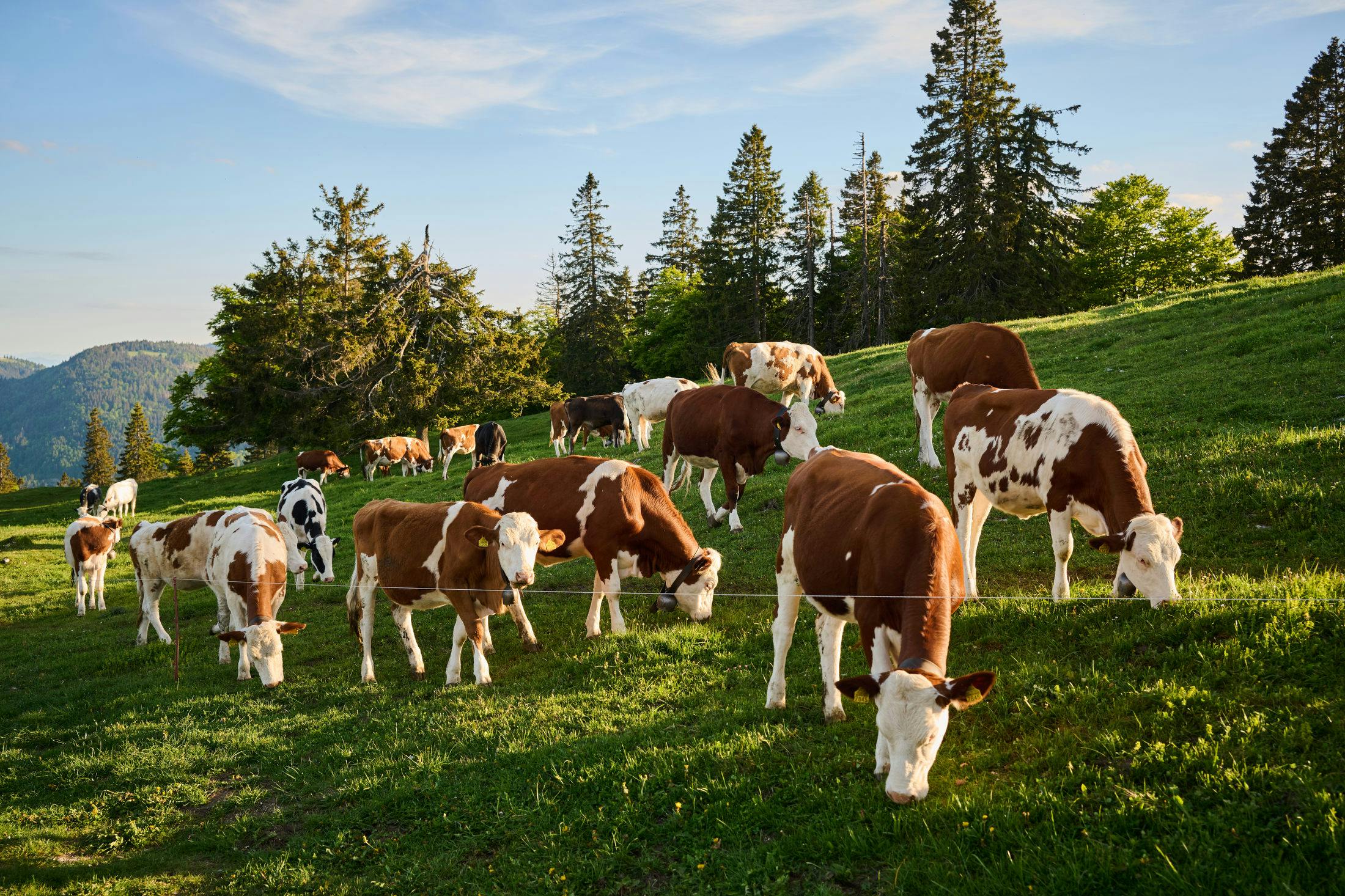 Cows