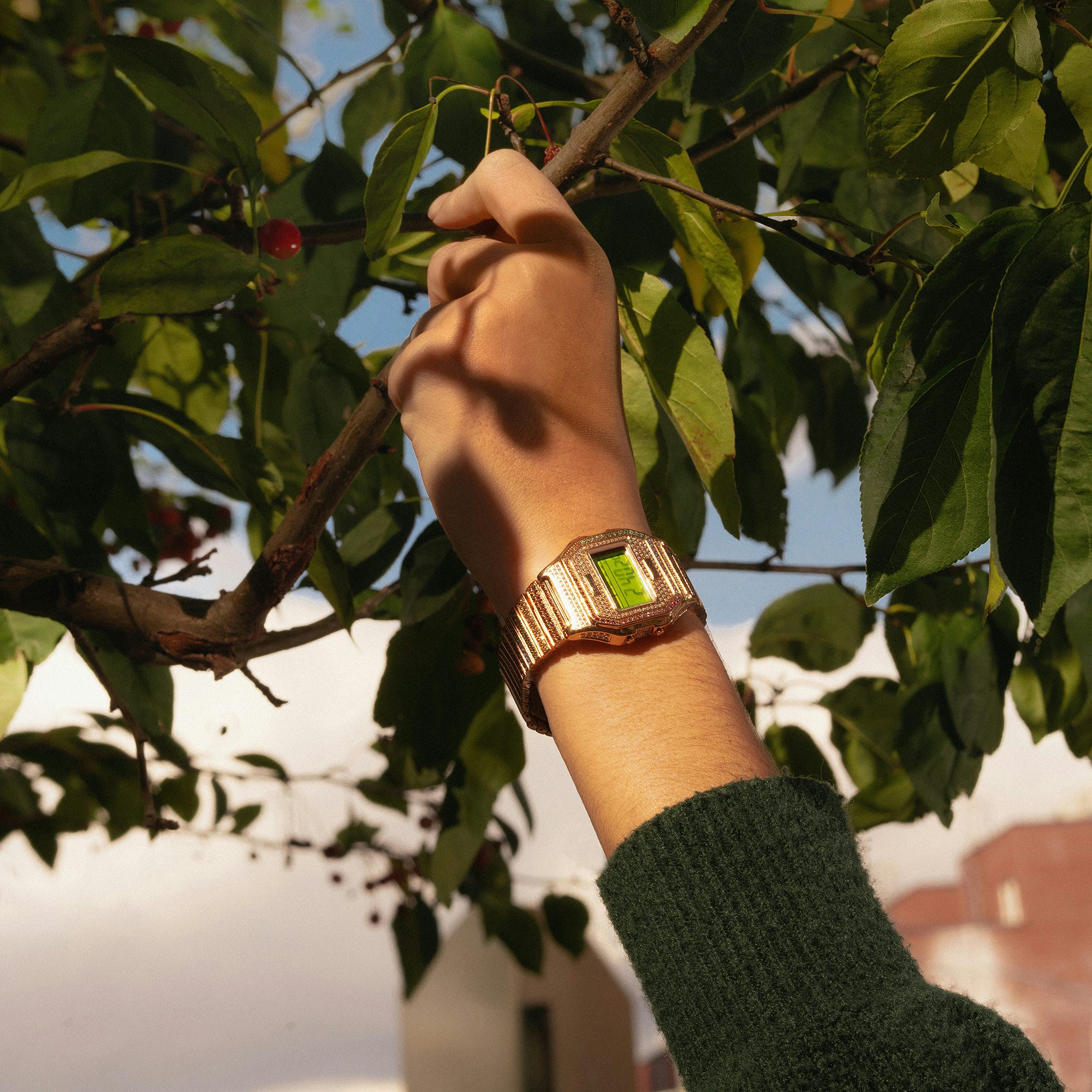 A person wearing a Timex watch and reaching into a tree