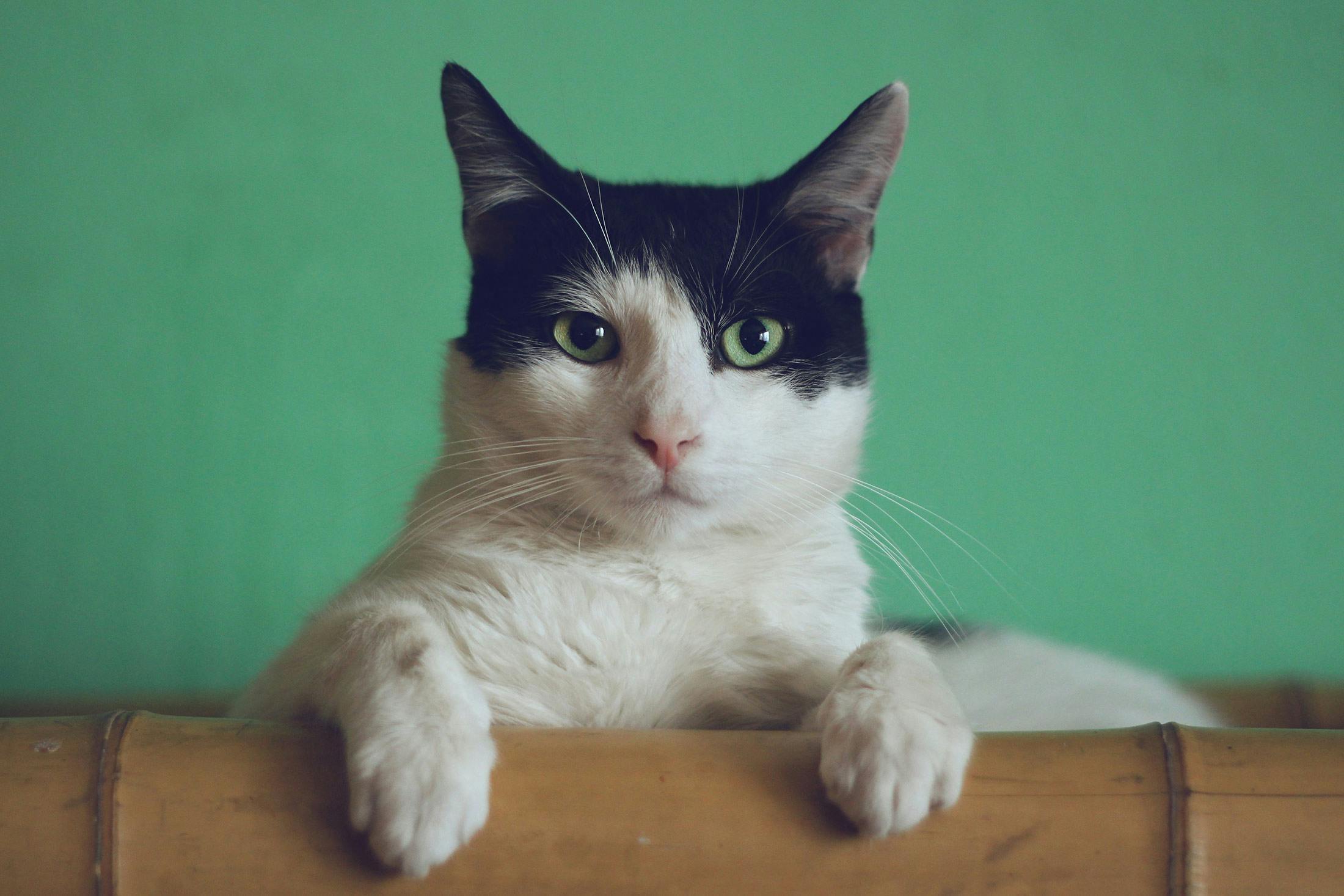 suspicious looking cat