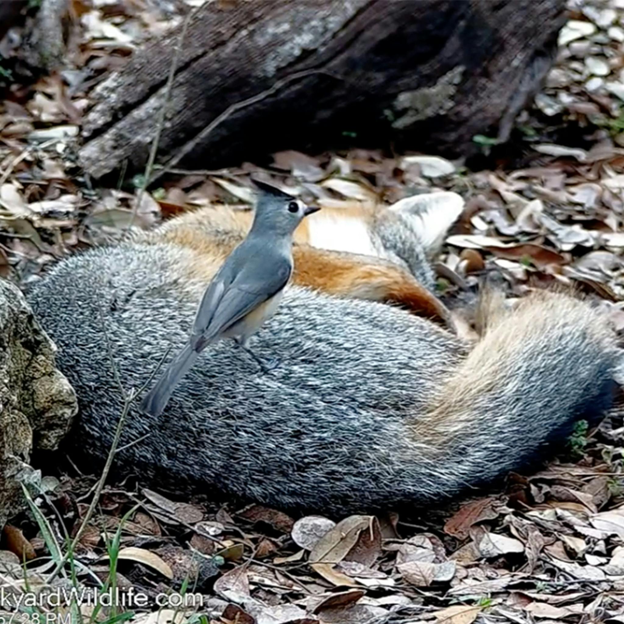 Weekend Round-Up: Bowling Balls, Mascot Mayhem, And Cat (Hair) Burglars ...